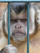 Foto: Affe im Käfig Affe im Käfig