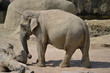 Elefant