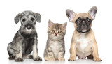 Kitten and Puppy