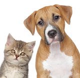 Kitten and puppy. Close up portrait