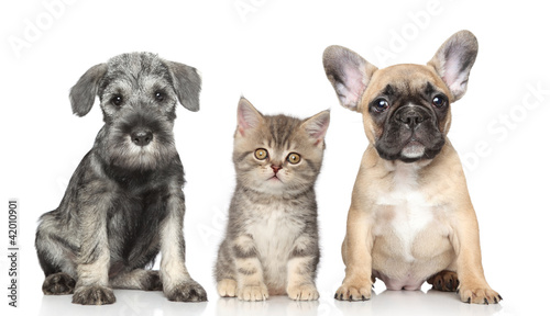 Photo: Kitten and Puppy Kitten and Puppy