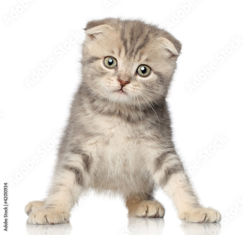 Foto: Scottish Fold kitten on white background Scottish Fold kitten on white background