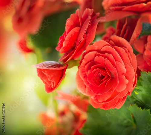 Photo: Begonia flower Begonia flower