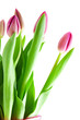 Pink Dutch tulips in closeup