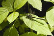 Gomphus vulgatissimus
