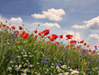 Frühlingswiese mit Margeriten, Kornblumen und Klatschmohn