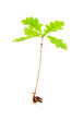 oak from roots on white background