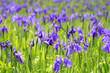 Group of purple irises in spring sunny day. Selective focus.