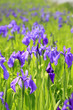 Group of purple irises in spring sunny day.