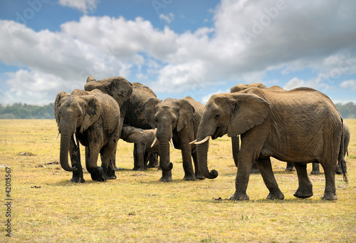 Photo: elephants elephants