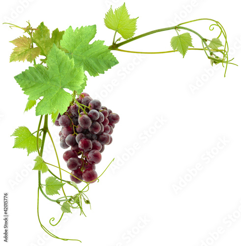 Photo: grappe de raisin et feuilles de vigne grappe de raisin et feuilles de vigne