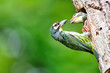Coppersmith barbet bird feeding her young one