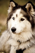 Husky