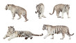 Set of white tiger. Isolated  over white