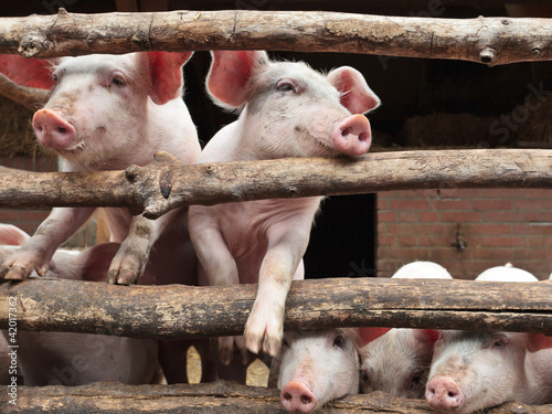 Photo: Newborn curious pigs in a stable Newborn curious pigs in a stable