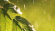 raindrops falling on leaves, close-up