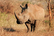 White rhinoceros