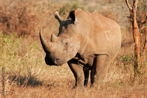 Foto: White rhinoceros White rhinoceros