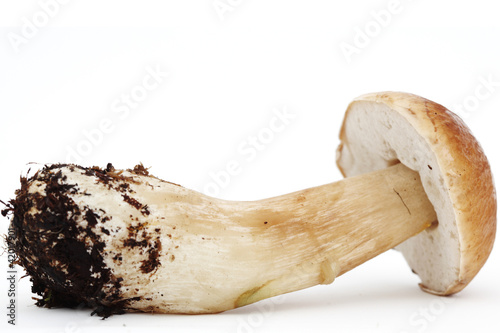 Photo: Beautiful boletus mushroom Beautiful boletus mushroom