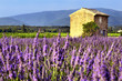 Lavender in the landscape