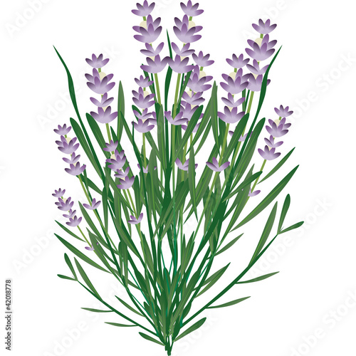 Vector: lavanda lavanda