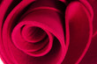 red rose