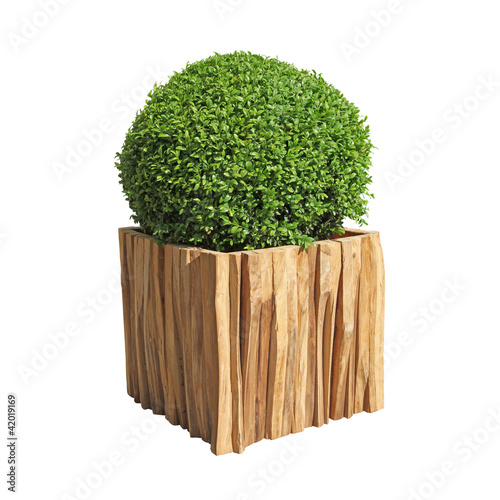 Photo: buis taillé dans bac en bois buis taillé dans bac en bois