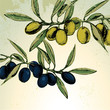 Vektor: Retro style green and black olives vector Retro style green and black olives vector