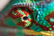 oeil de caméléon