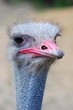 Ostrich Portrait