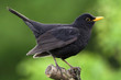 Foto: Blackbird Blackbird