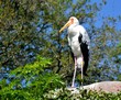 Photo: Yellow Billed Stork Yellow Billed Stork