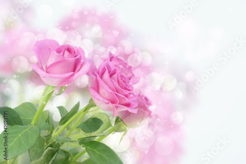 Foto: Pink Roses Pink Roses