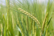 Foto: Wheat Wheat