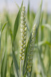 Foto: Wheat Wheat