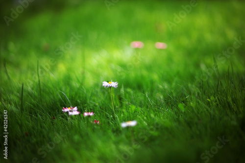 Foto: flowers at meadow flowers at meadow