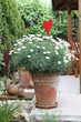 Foto: Pflanzen im Garten Pflanzen im Garten