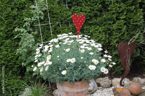 Foto: Pflanzen im Garten Pflanzen im Garten