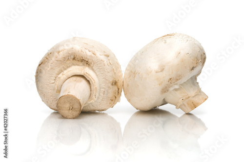 Photo: mushroom closeup on white background mushroom closeup on white background