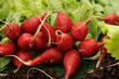radish
