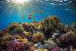 Coral reef