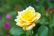 Foto: yellow rose yellow rose