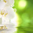 orquídea sobre el agua