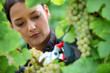 Woman pruning grape vine