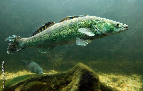 Fototapeta Underwater photo of a Zander or Pike-perch (Sander lucioperca).