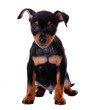 Minature Pinscher