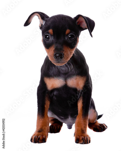 Photo: Minature Pinscher Minature Pinscher