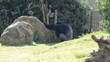 Vídeo: Gorilla in a safari in Israel Gorilla in a safari in Israel