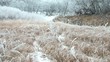 White River Trees with Brown Grass in Winter