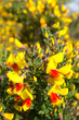 Red and yellow blooming broom